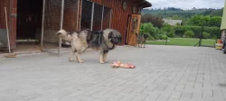 Šarplaninský pastevecký pes