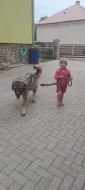 Šarplaninský pastevecký pes