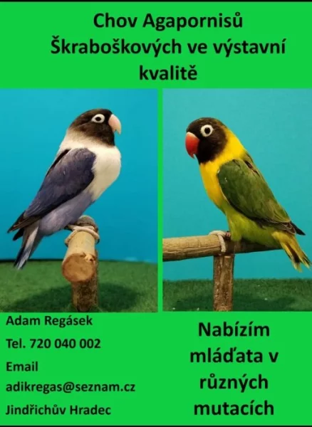 Agapornis Škraboškový