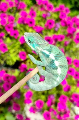 Chameleon FURCIFER PARDALIS AMBANJA