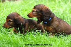 Jezevčík dlouhosrstý trpasličí s PP