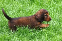 Jezevčík dlouhosrstý trpasličí s PP