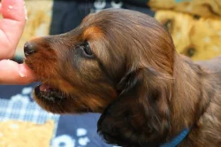 Jezevčík dlouhosrstý trpasličí s PP