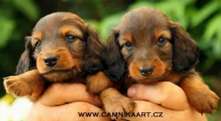 Jezevčík dlouhosrstý trpasličí s PP