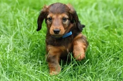 Jezevčík dlouhosrstý trpasličí s PP