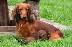 Jezevčík dlouhosrstý trpasličí s PP