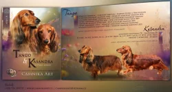 Jezevčík dlouhosrstý trpasličí s PP