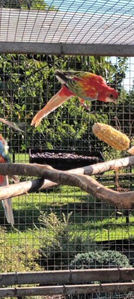 Rozela pestrá Zlatá,  Zlatý opalin kr.23