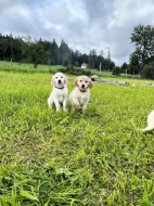 Štěňátka zlatého retrívra bez PP ,čistokrevná