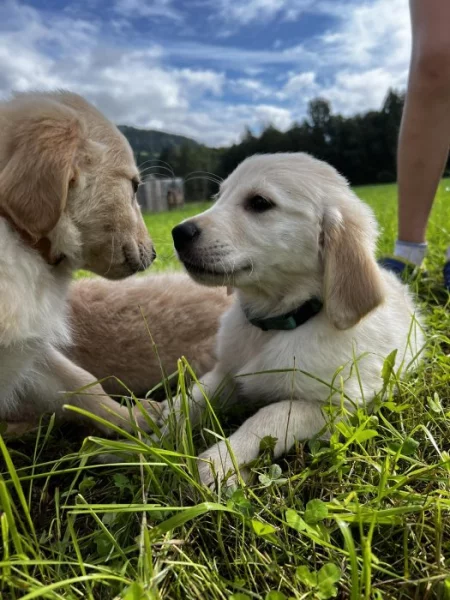 Štěňátka zlatého retrívra bez PP ,čistokrevná