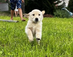 Štěňátka zlatého retrívra bez PP ,čistokrevná