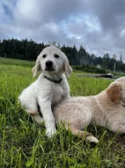 Štěňátka zlatého retrívra bez PP ,čistokrevná