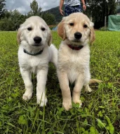 Štěňátka zlatého retrívra bez PP ,čistokrevná