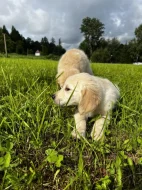Štěňátka zlatého retrívra bez PP ,čistokrevná