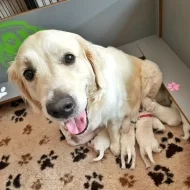 Zlatý retriever - štěňátka