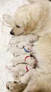 Zlatý retriever - štěňátka