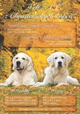 Zlatý retriever - štěňátka
