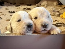 Zlatý retriever - štěňátka