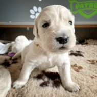 Zlatý retriever - štěňátka