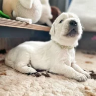 Zlatý retriever - štěňátka