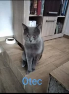 Britská modrá koťátka