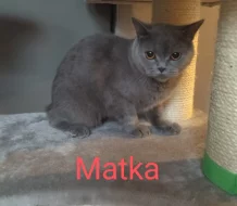 Britská modrá koťátka