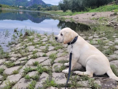 Štěně Labradora