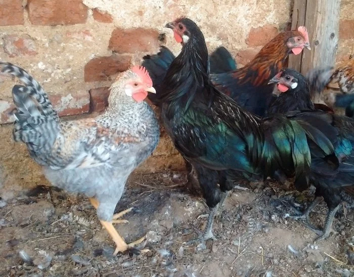 kohouti cream legbar, marans, rýnský