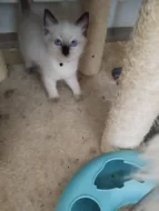 Prodám koťátka plemene Ragdoll