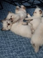 Prodám koťátka plemene Ragdoll