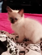 Prodám koťátka plemene Ragdoll