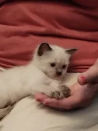 Prodám koťátka plemene Ragdoll