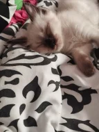 Prodám koťátka plemene Ragdoll