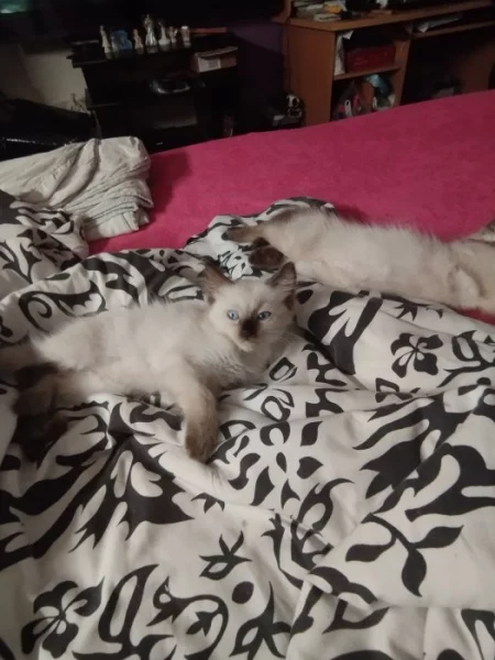 Prodám koťátka plemene Ragdoll