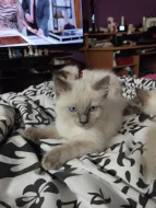 Prodám koťátka plemene Ragdoll