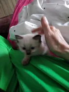 Prodám koťátka Ragdoll