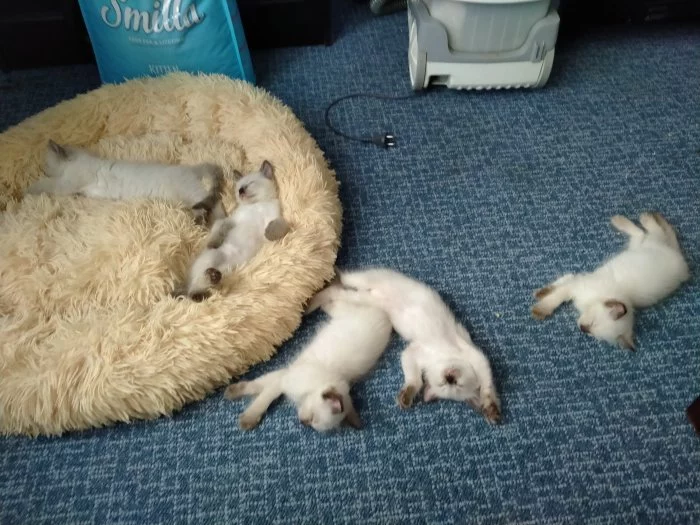 Prodám koťátka Ragdoll