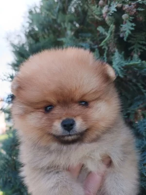 Pomeranian
