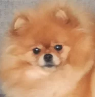 Pomeranian