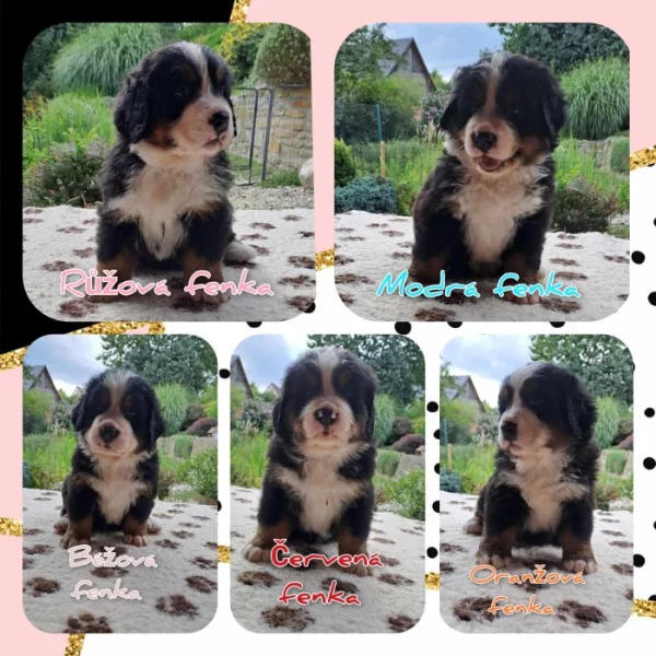 Bernský salašnický pes s PP - štěňátka