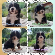 Bernský salašnický pes s PP - štěňátka