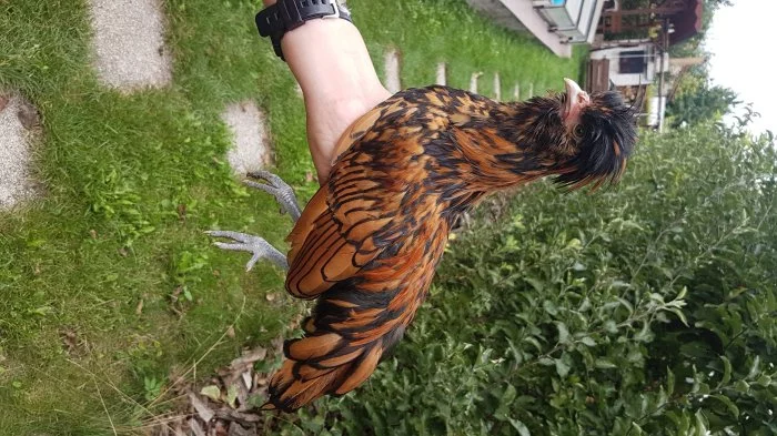 Kohout zdrobnělé paduánky