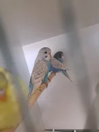 Prodám Andulky a korely