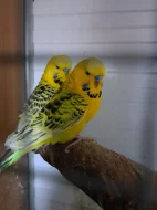 Prodám Andulky a korely