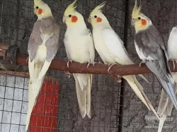 Prodám Andulky a korely