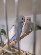 Prodám Andulky a korely