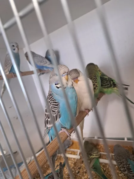 Prodám Andulky a korely