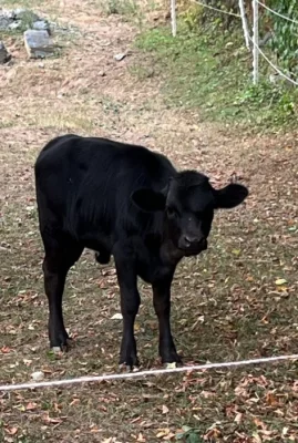 Jalovička Dahomey