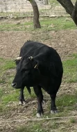 Jalovička Dahomey