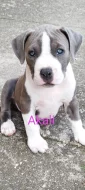 Nabízím papírové štěňátka American bully